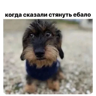 Sticker Маи стикеры бубжидубжизуса 👊 @DayStikBot - 6