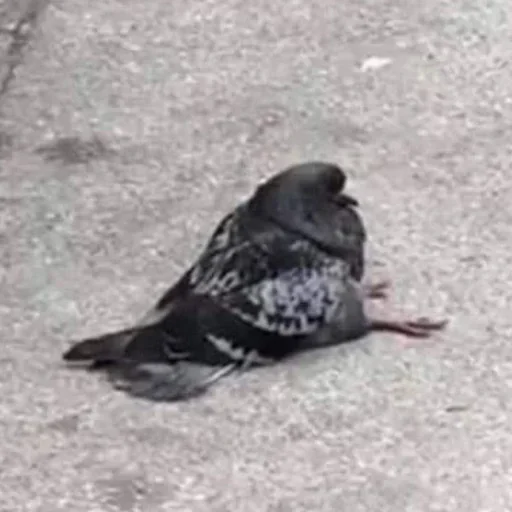 ┊meme 𓂃‧₊˚✧ - Человек