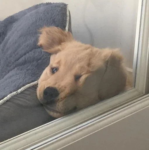 комнатный окно домашнее животное