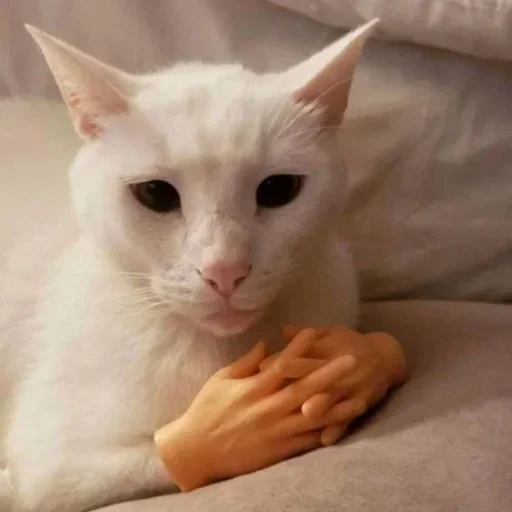 кошки малого и среднего размера млекопитающее комнатный