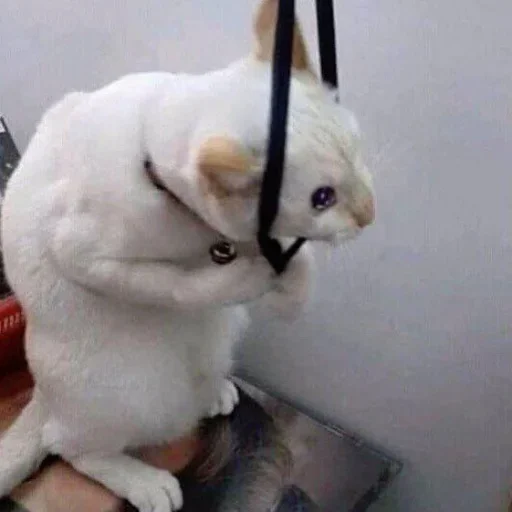 млекопитающее животное комнатный