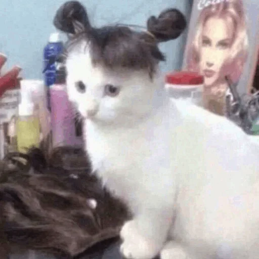 кошка домашняя кошка кошки малого и среднего размера