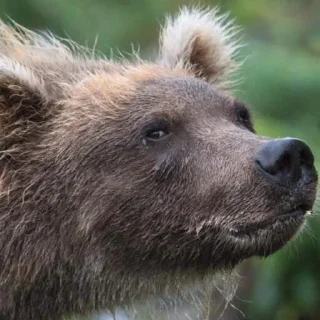 Стикер Илюх, только не бей - 0