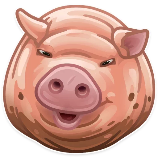 pig suidae domestic pig