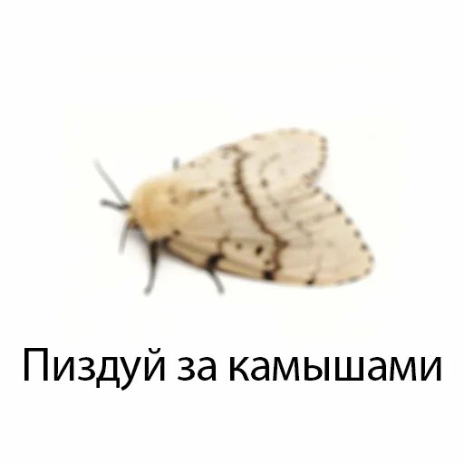 молли - 