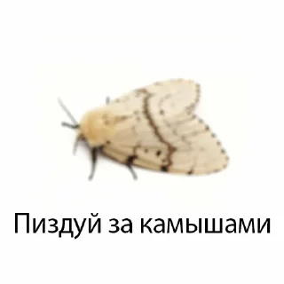 Sticker молли - 6
