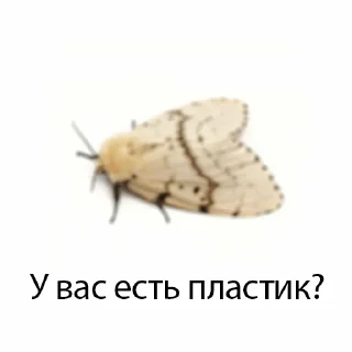 Sticker молли - 3