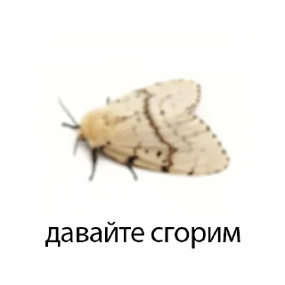 Sticker молли - 0