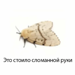 Sticker молли - 1