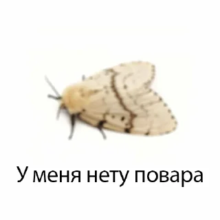 Sticker молли - 2