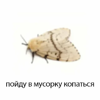 Sticker молли - 4