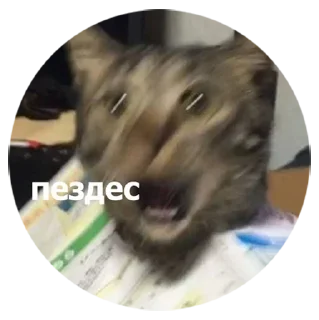 Sticker Ярче - 9