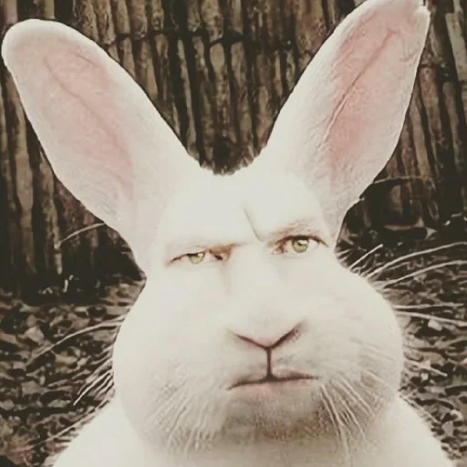 mammal animal rabbit