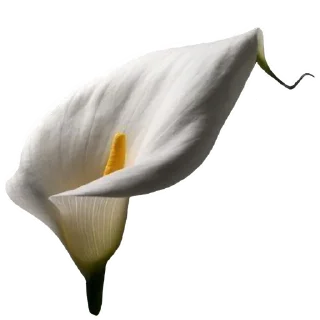 Стикер genius - 0