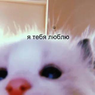 Стикер Стечняшкк - 5