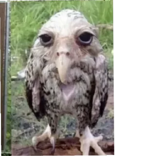 Sticker Lisa Kistol Pictures - 1