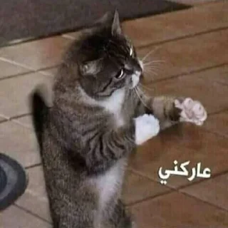 Стикер @Yasir - @Y.F - 5