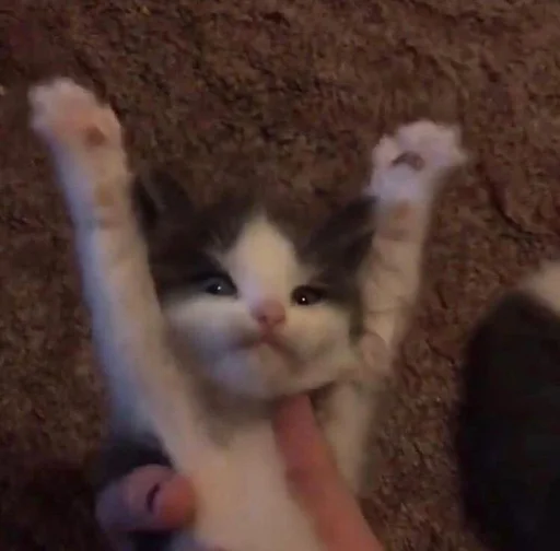 Animal mood @ycmynmw - 