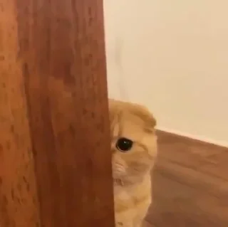 Стикер Animal mood @ycmynmw - 7