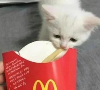 Стикер Animal mood @ycmynmw - 1