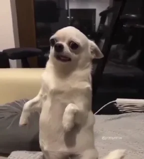 Стикер Animal mood @ycmynmw - 8