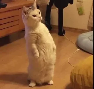 Стикер Animal mood @ycmynmw - 6