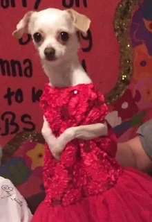 Стикер Animal mood @ycmynmw - 2