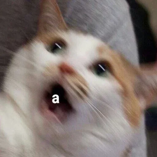 животное млекопитающее кошка