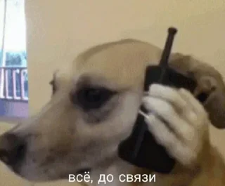 Стикер Pickchi - 5