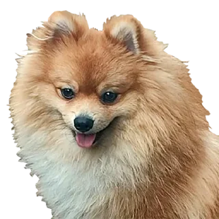 Стикер Yerevan Doge - 3