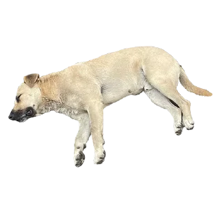 Стикер Yerevan Doge - 7