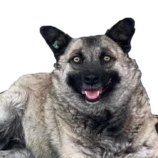 Стикер Yerevan Doge - 4