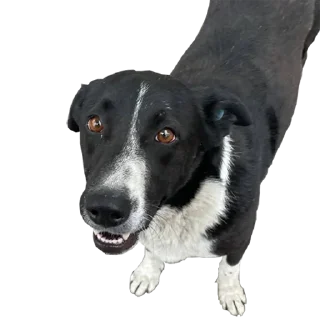 Стикер Yerevan Doge - 6