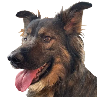 Стикер Yerevan Doge - 1