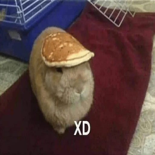 Sticker Yeschoyesto - 1