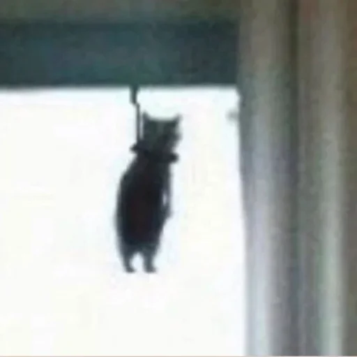 комнатный животное окно