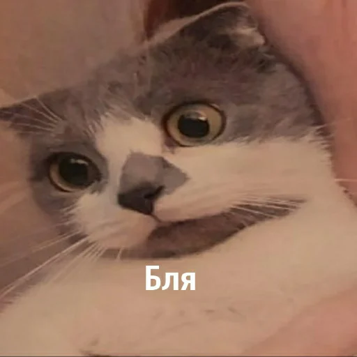 Sticker За РФ - 3