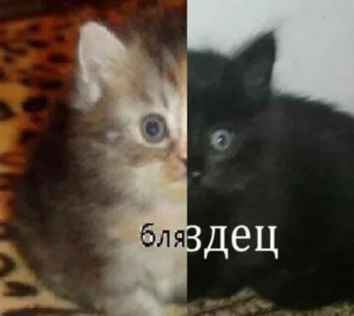 Sticker YlFPtuBXs_by_stickers_stealer_bot - 1