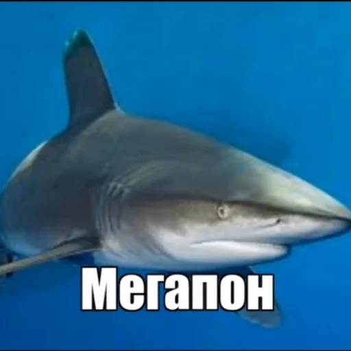 животное акула мягкоплавниковая рыба