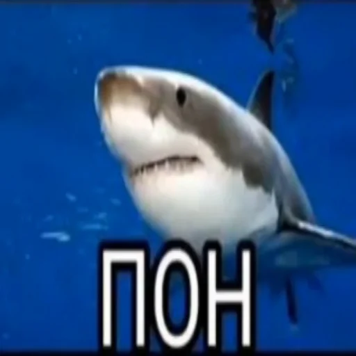 акула мягкоплавниковая рыба рыба