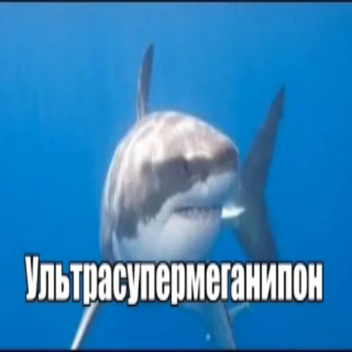 животное акула мягкоплавниковая рыба