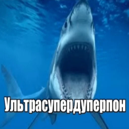 рыба акула мягкоплавниковая рыба