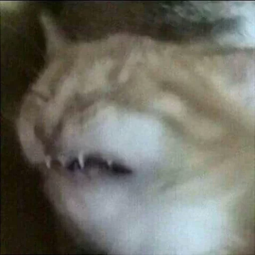 животное млекопитающее кошка