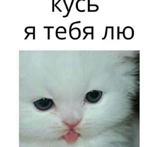 Стикер ёбаный рот этого казино - 8