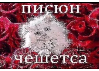 Стикер ёбаный рот этого казино - 4