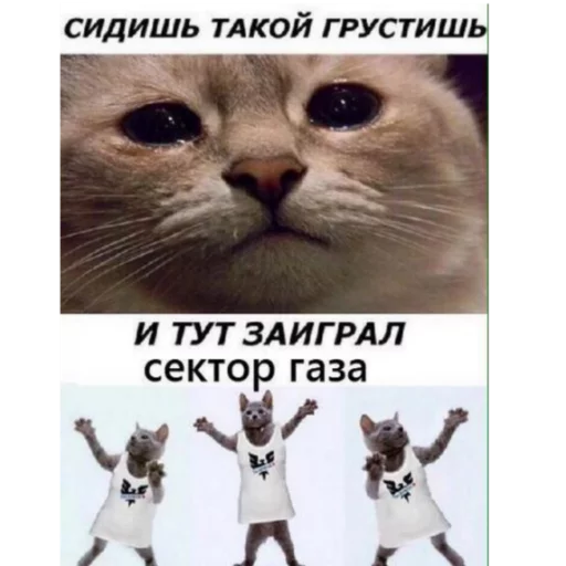 СМС млекопитающее животное