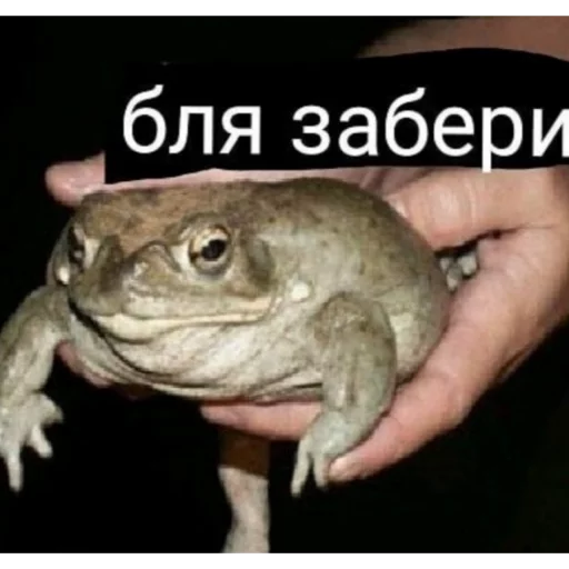 животное лягушка амфибия