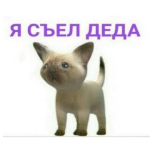 млекопитающее домашняя кошка кошка