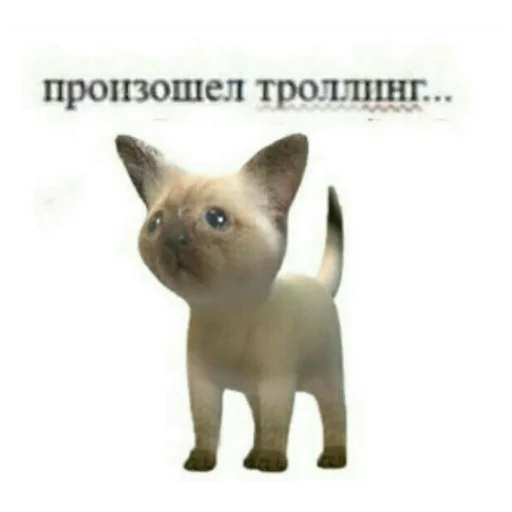 млекопитающее животное кошка