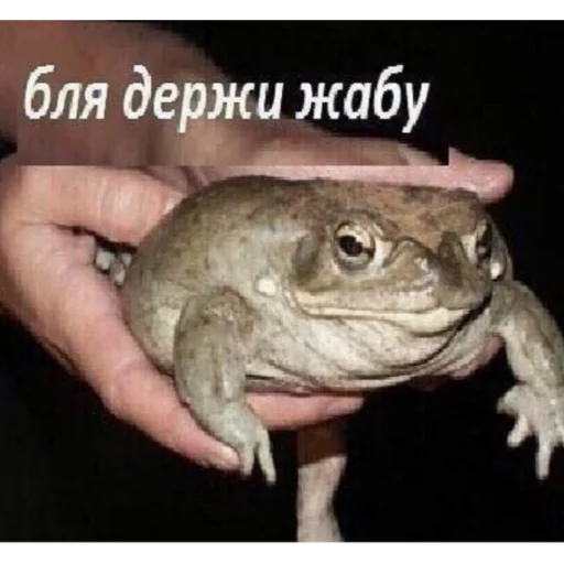 животное лягушка амфибия